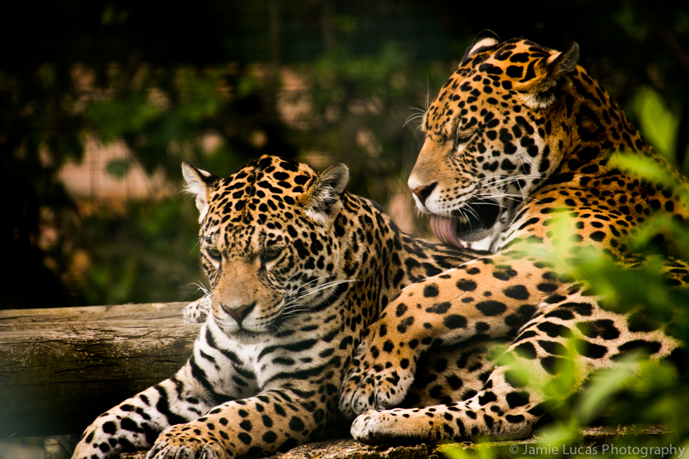 Jaguars