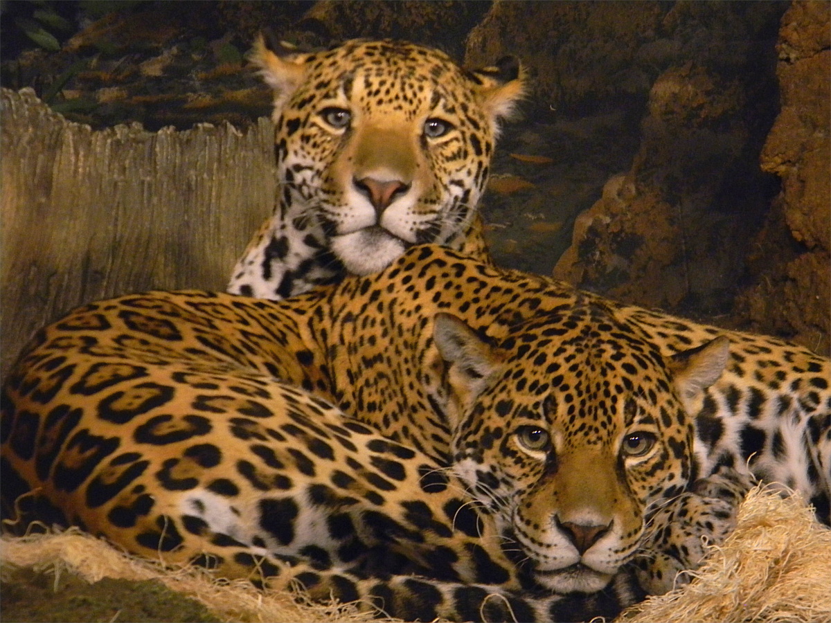 Jaguars