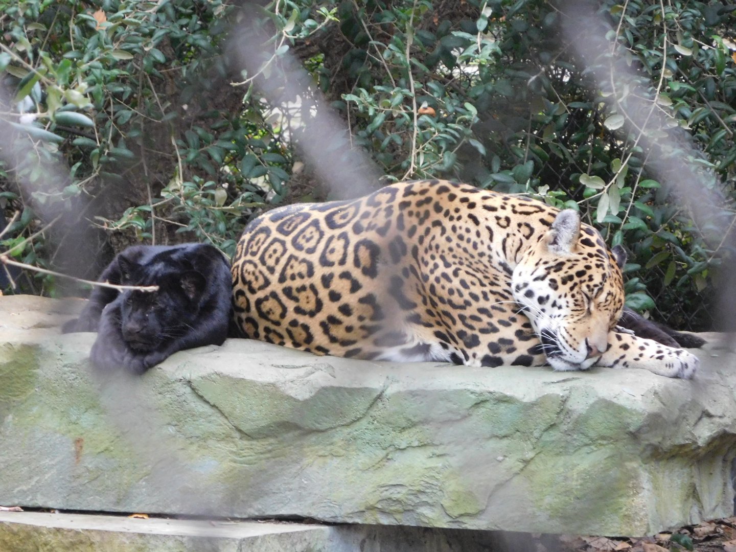 Jaguars
