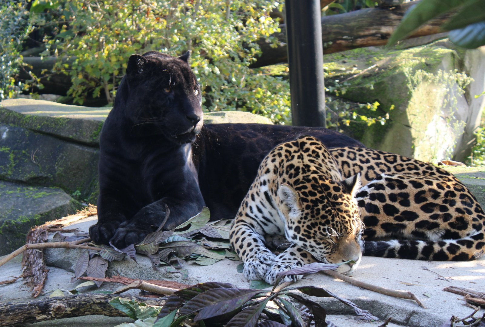 Jaguars