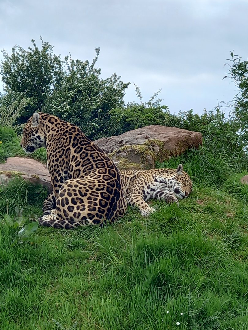 Jaguars