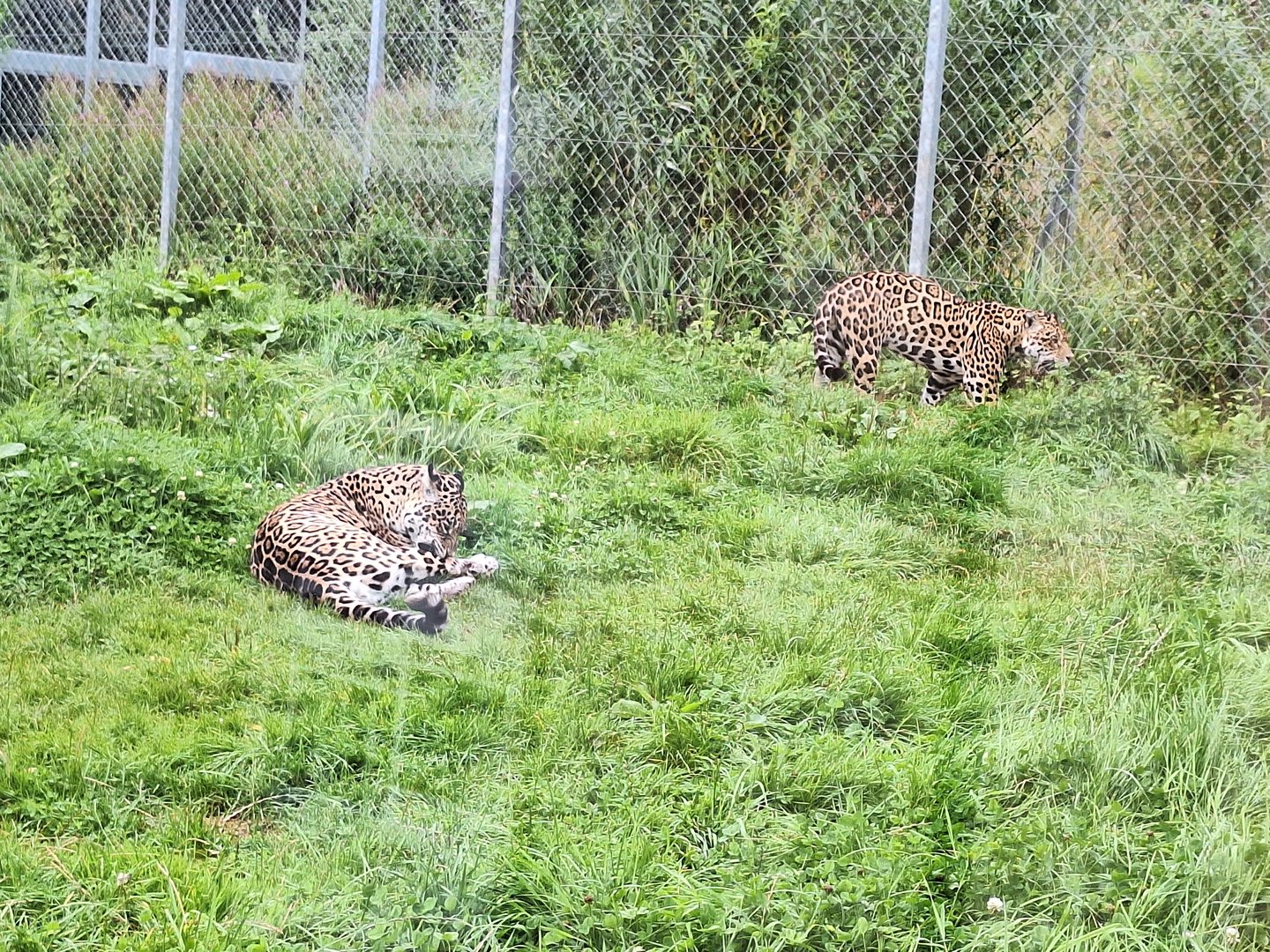 Jaguars