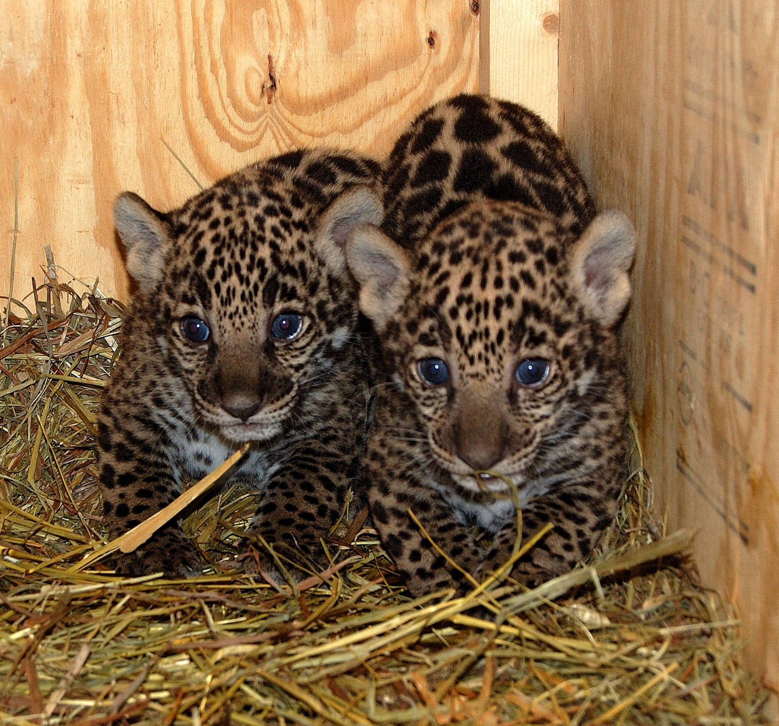 Jaguars