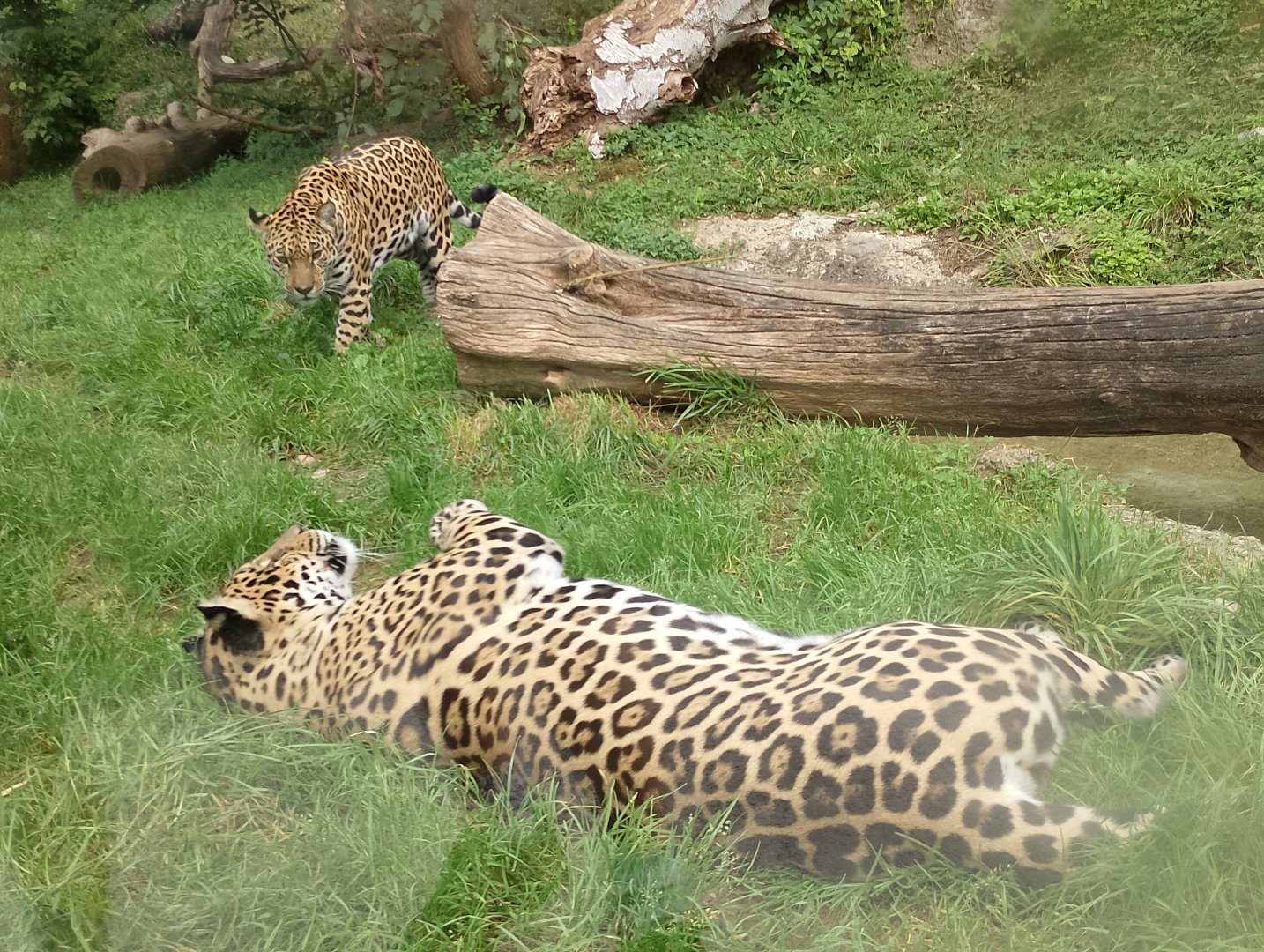 Jaguars
