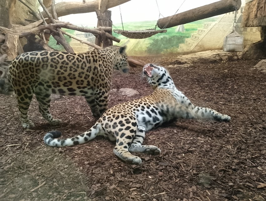 Jaguars