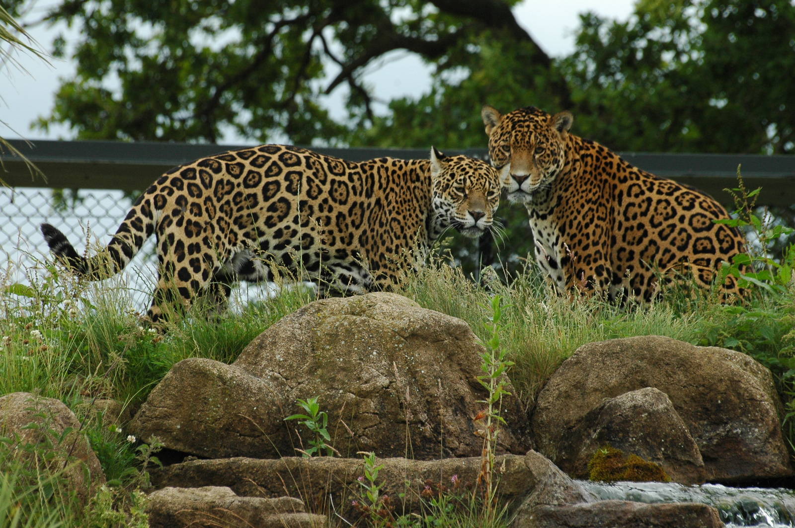 Jaguars