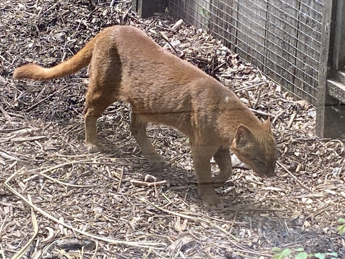 Jaguarundi 060625