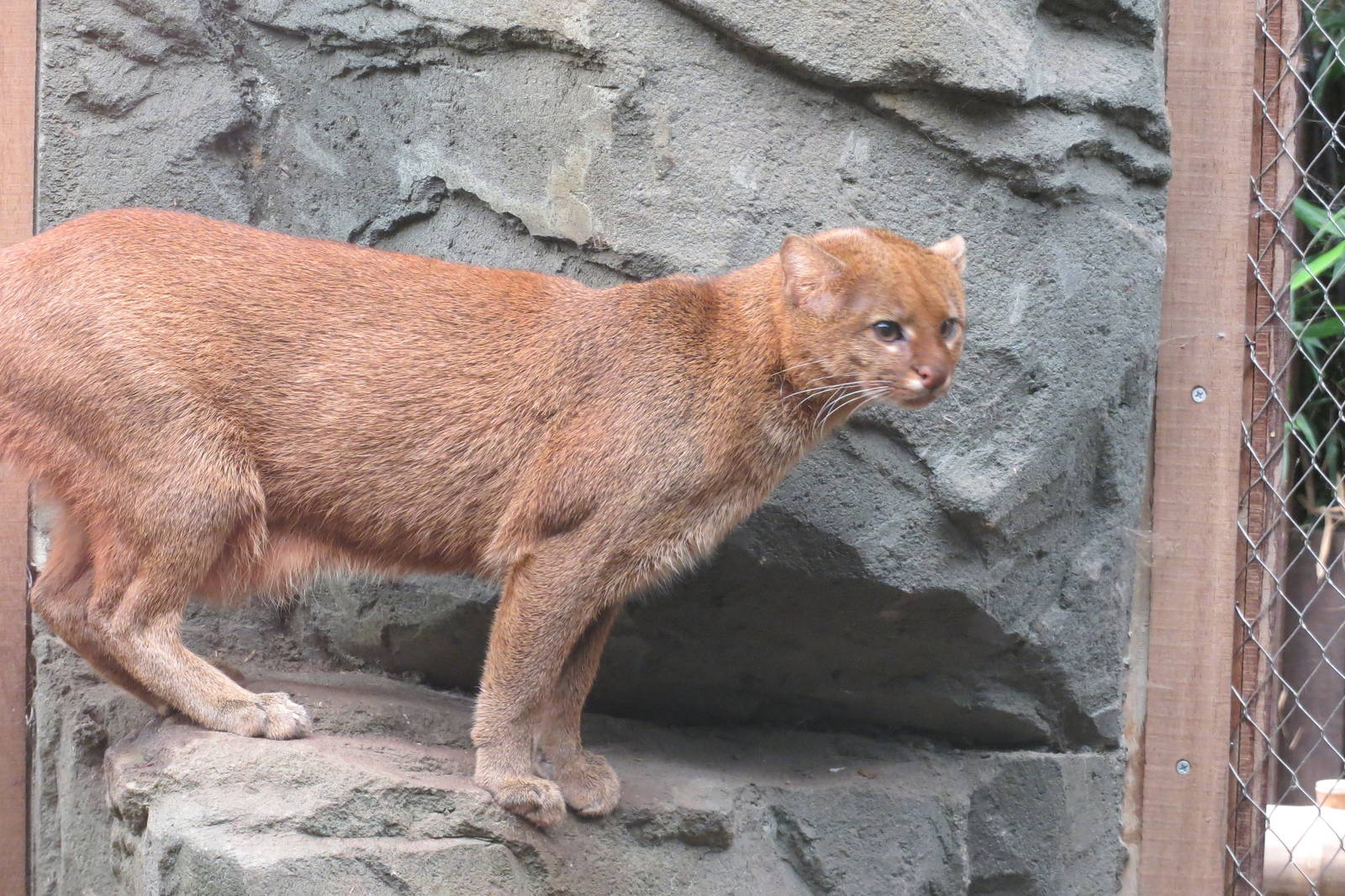 Jaguarundi 10/14