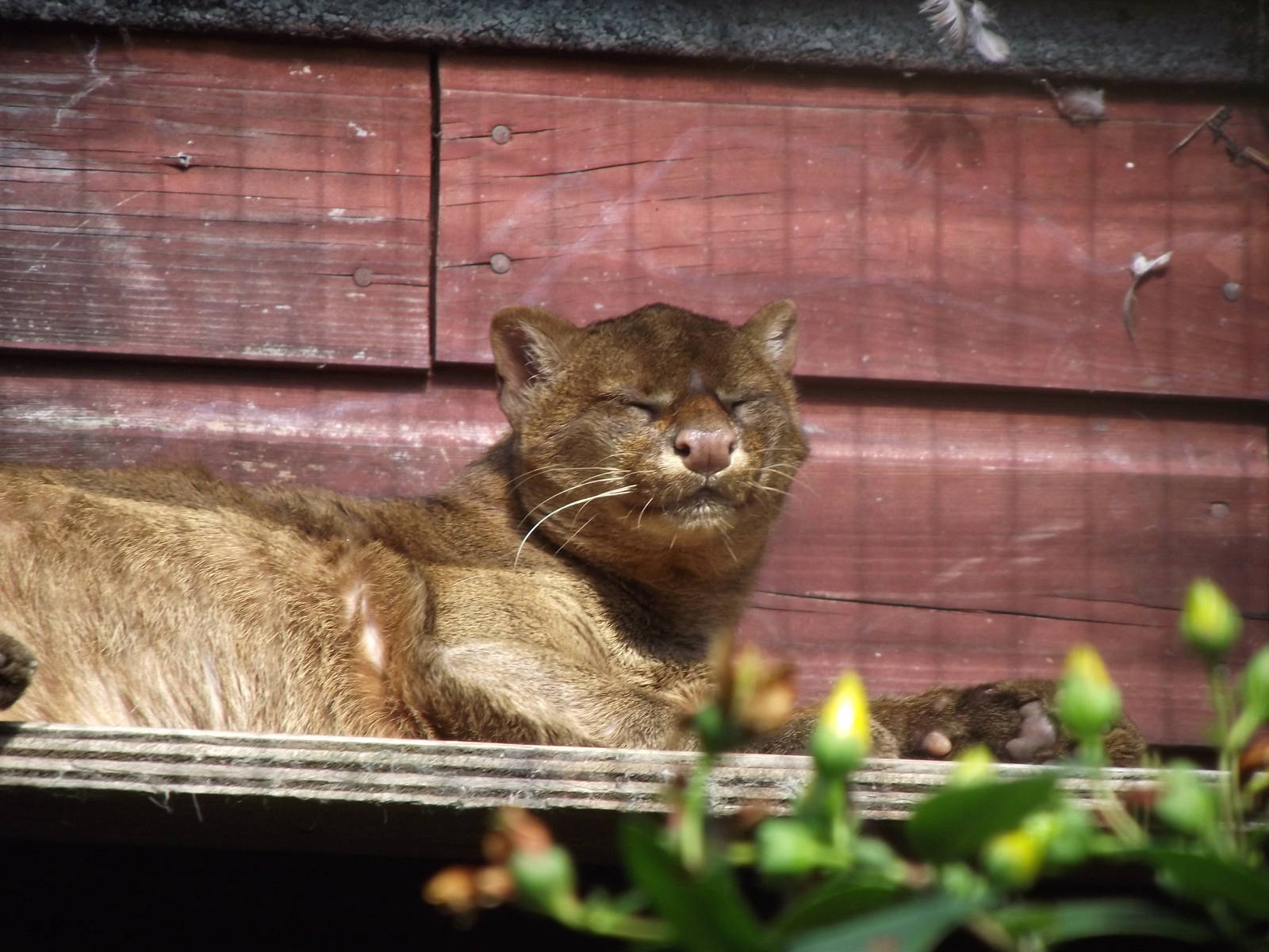 jaguarundi 100711