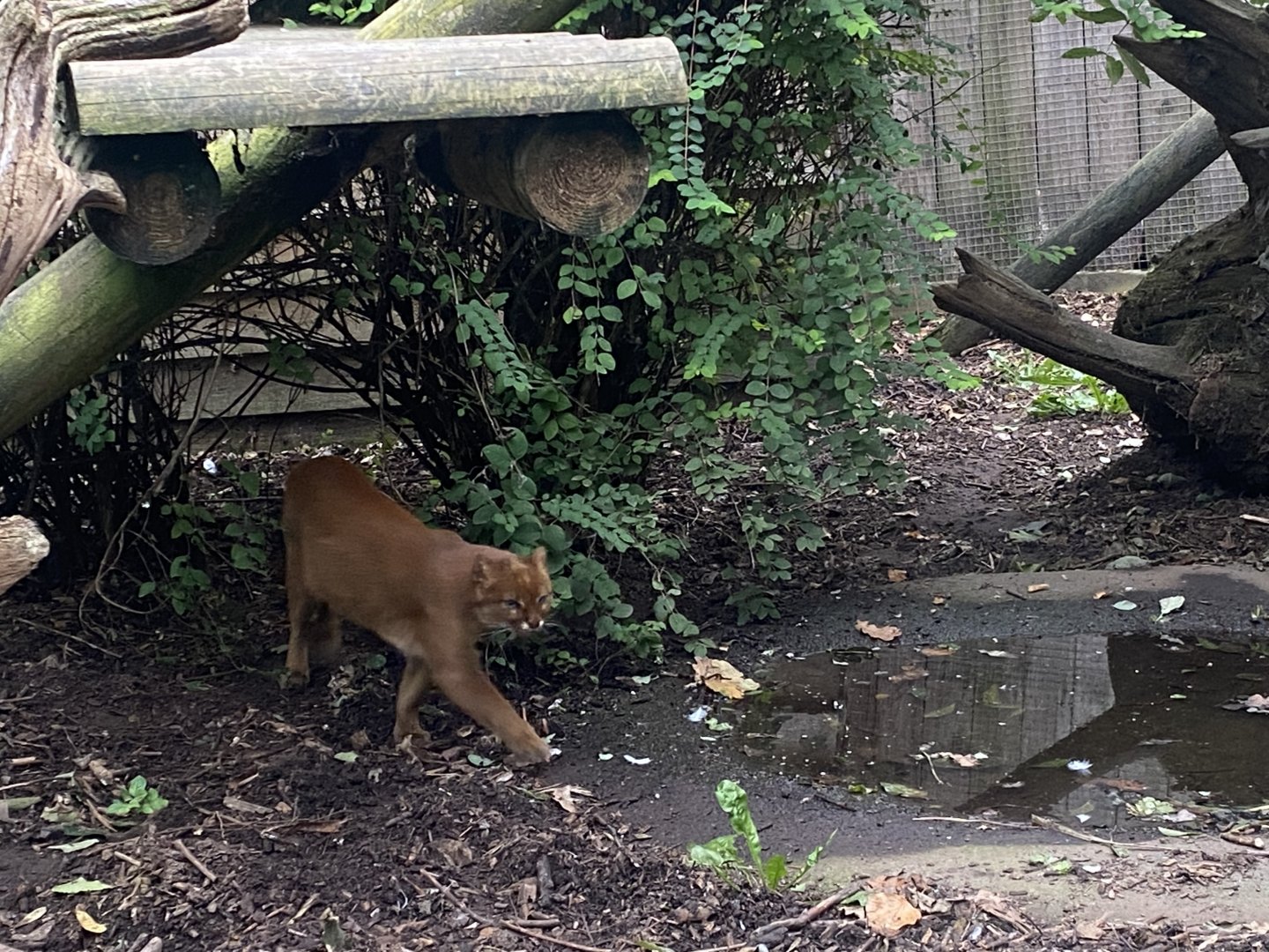 Jaguarundi 101025