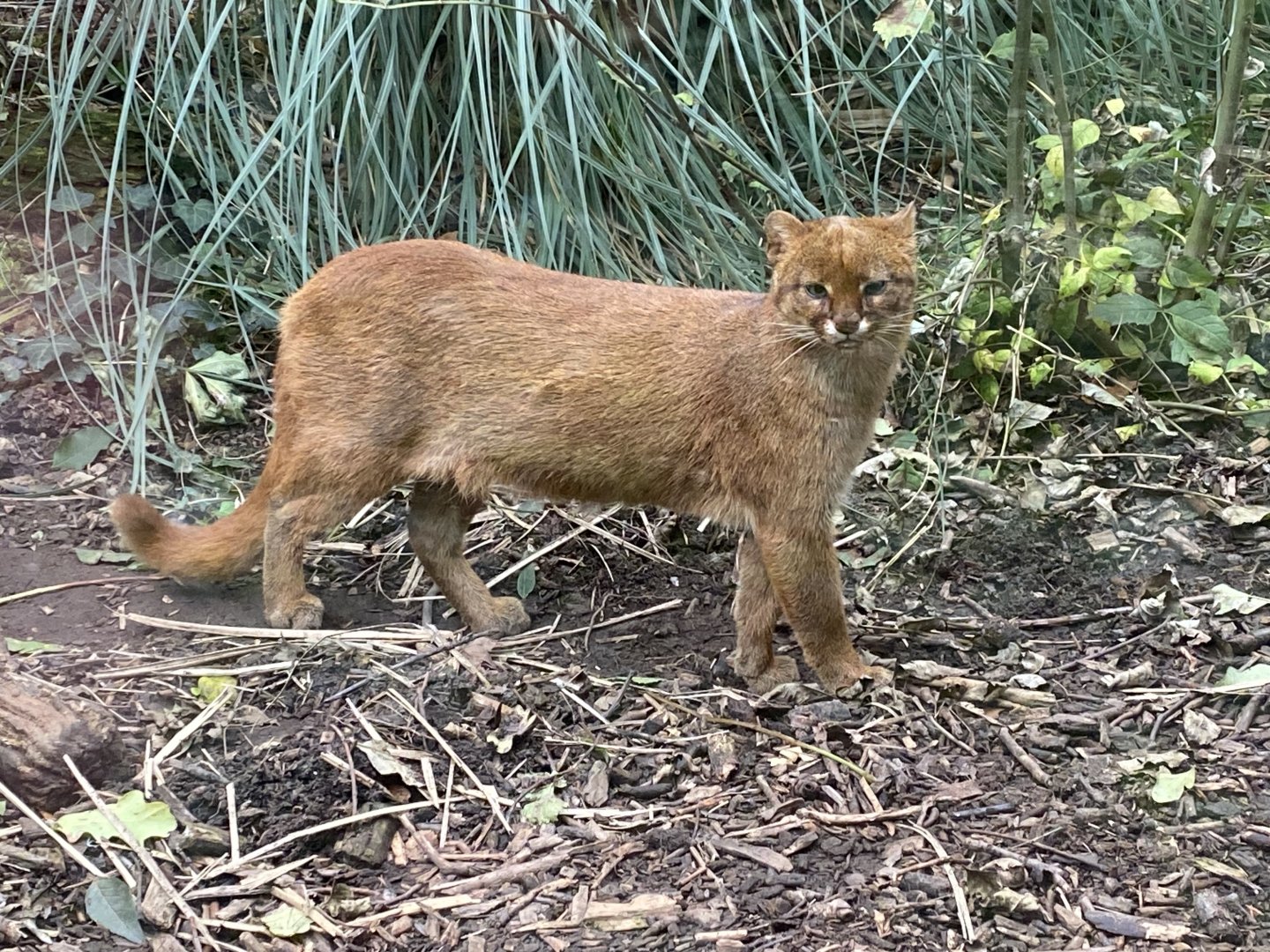 Jaguarundi 101025