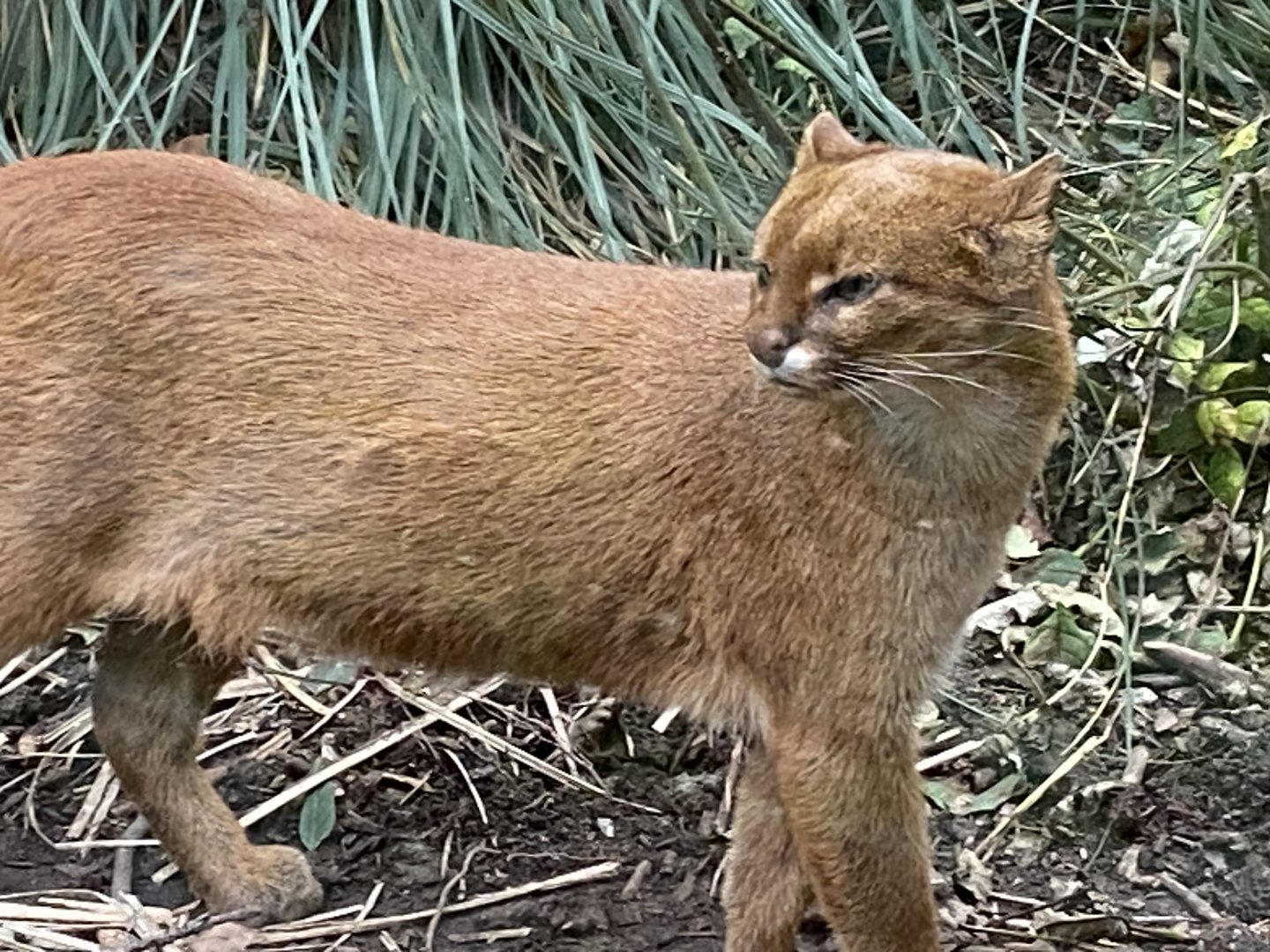 Jaguarundi 101025