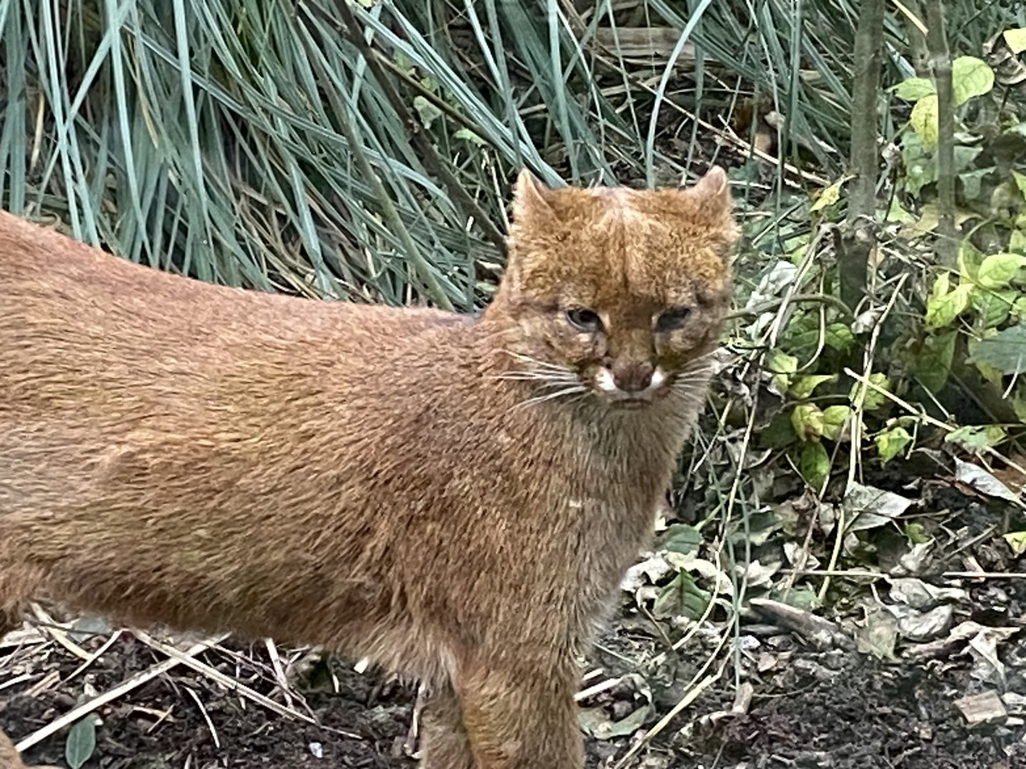 Jaguarundi 101025