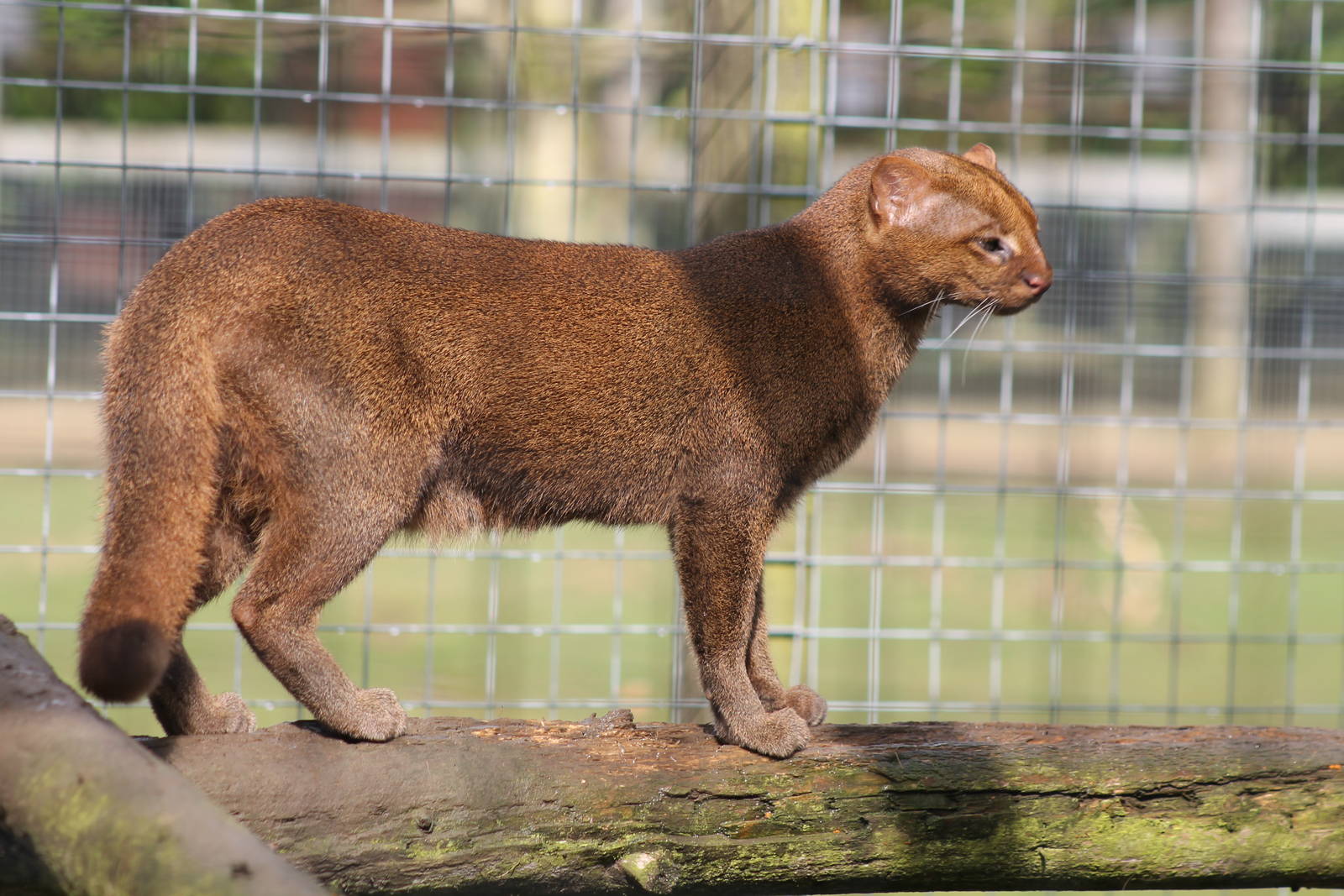 Jaguarundi - 12th April 2013