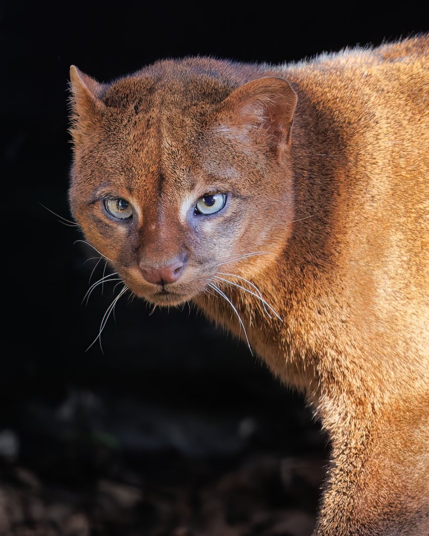 Jaguarundi / 14-3-22 / Hamerton
