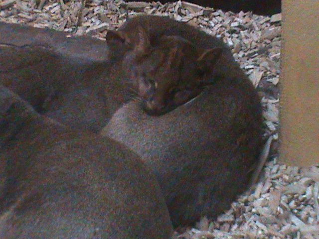 jaguarundi 140911