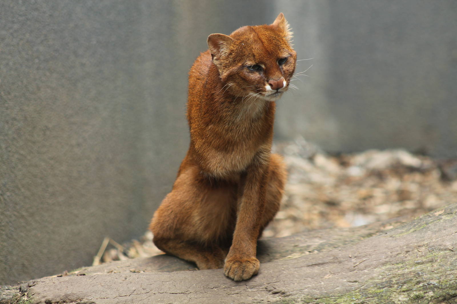 Jaguarundi - 14th June 2014