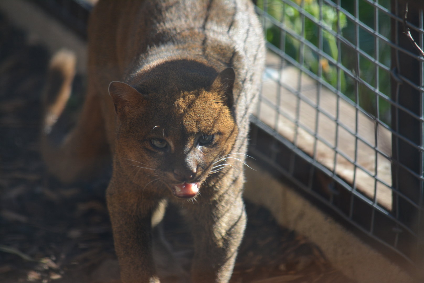 Jaguarundi 16/10/2022