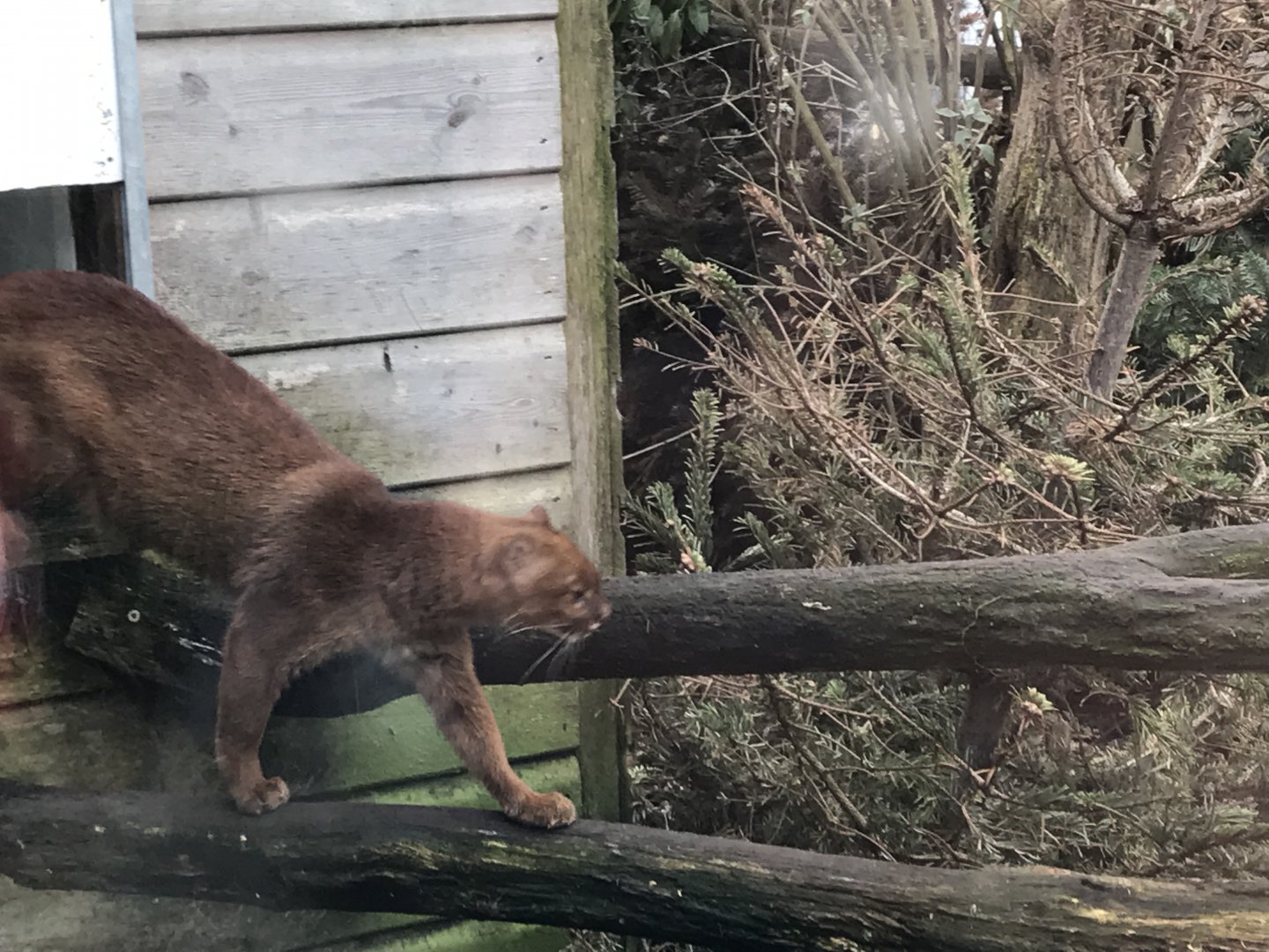 Jaguarundi 170219