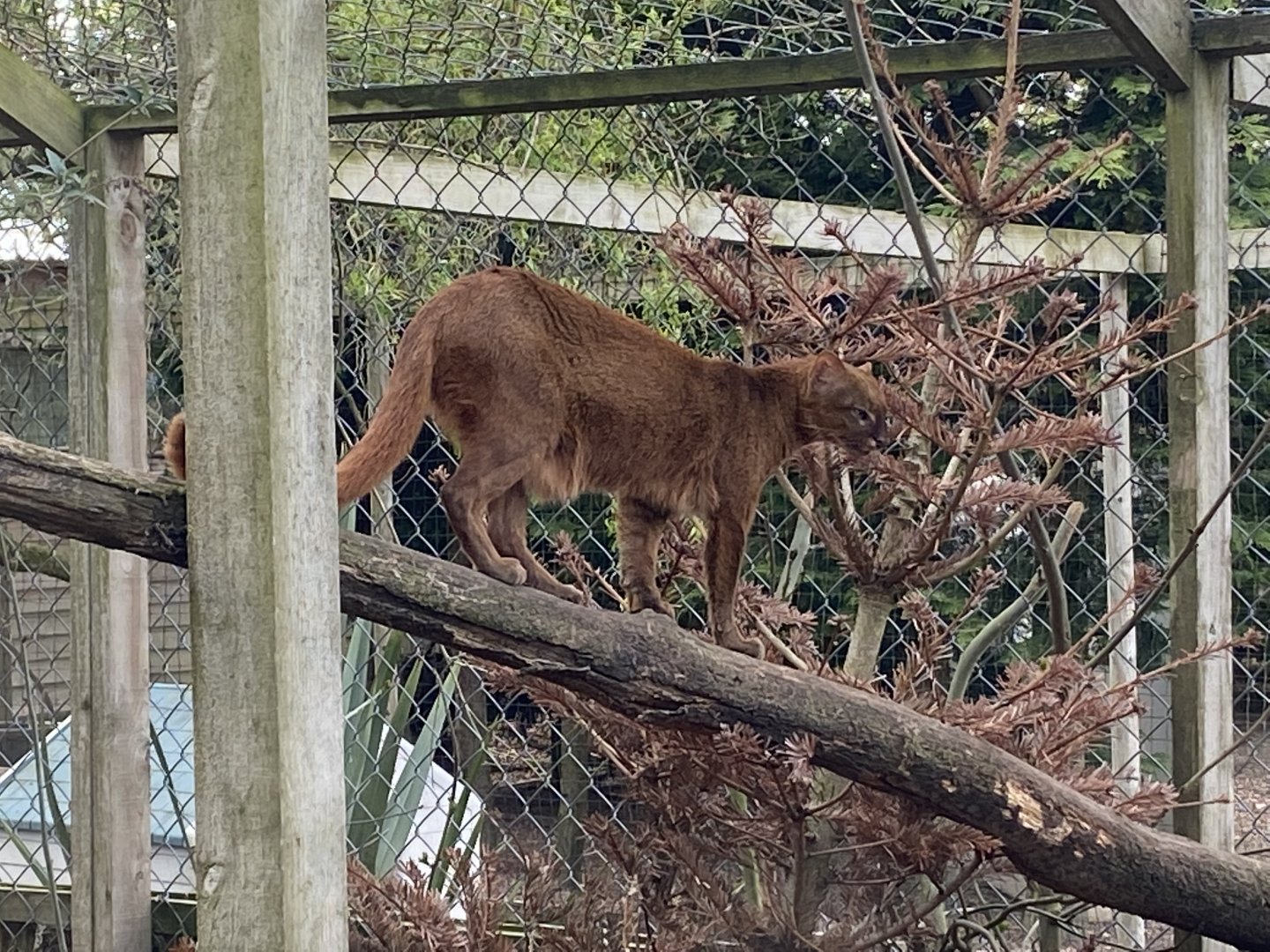 Jaguarundi 190422