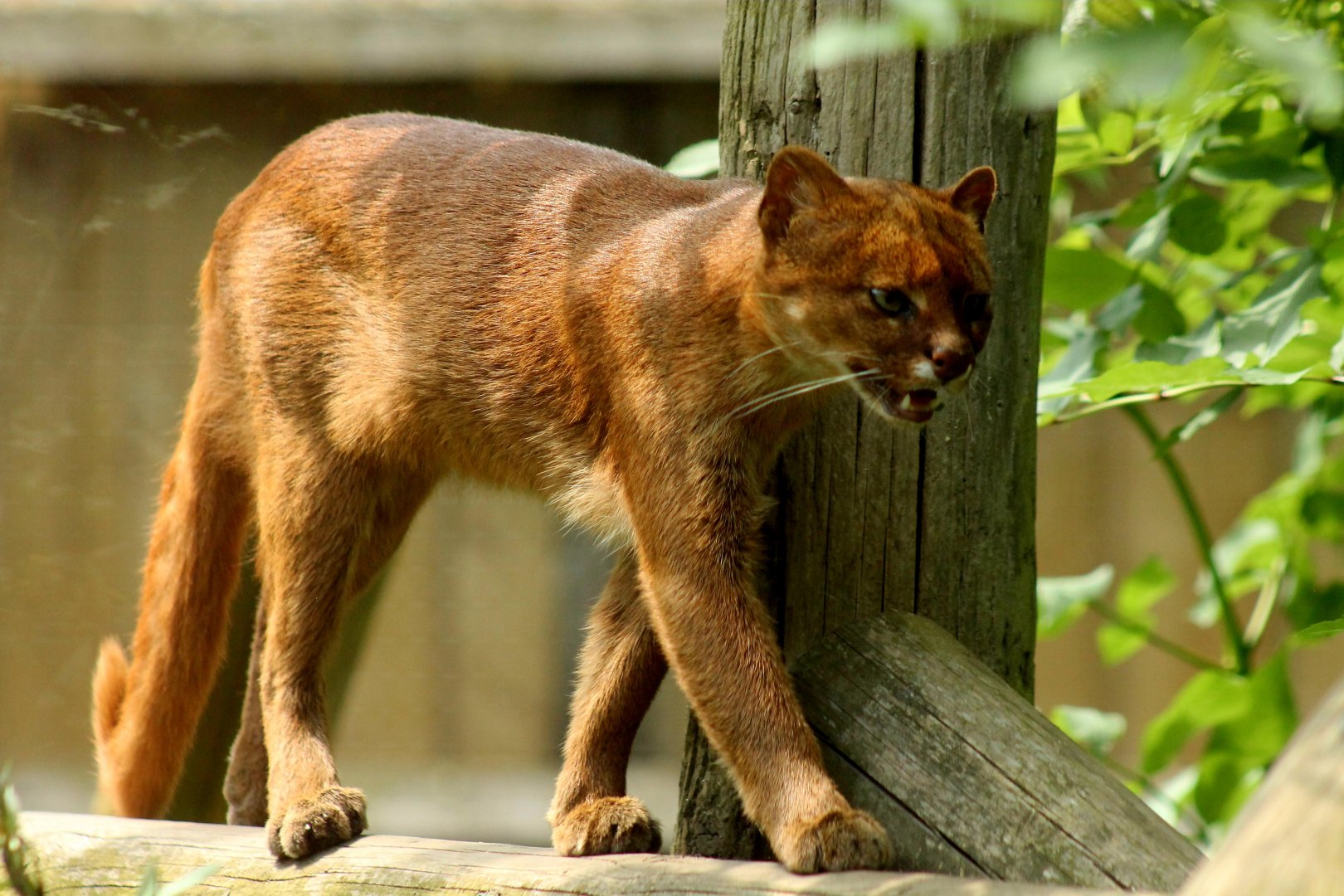 Jaguarundi - 25th June 2024
