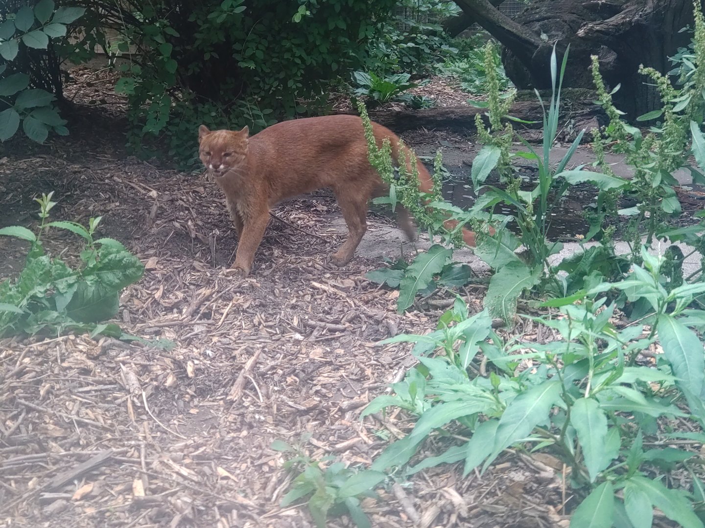 Jaguarundi 27/6/23