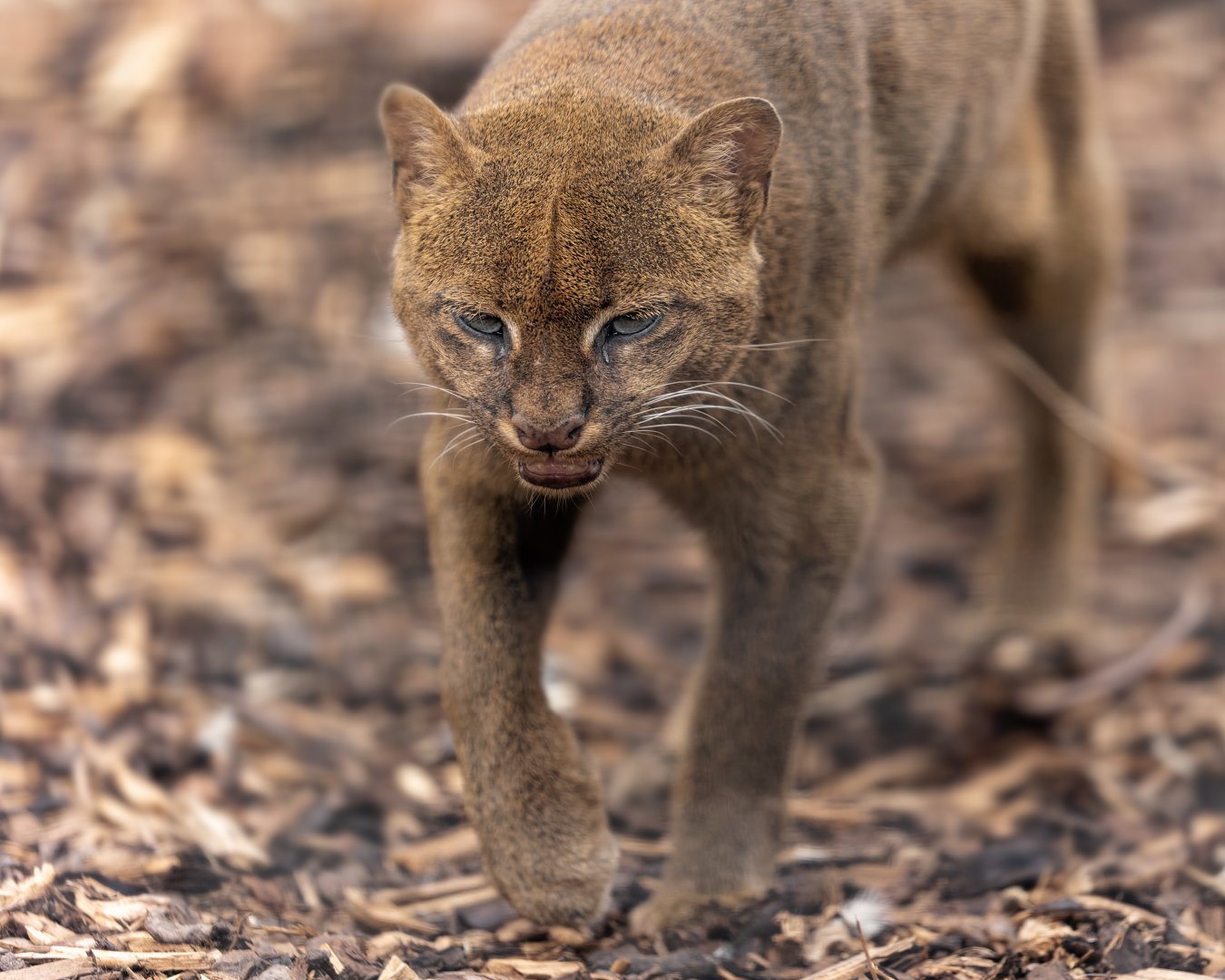 Jaguarundi / 27-7-22 / Hamerton
