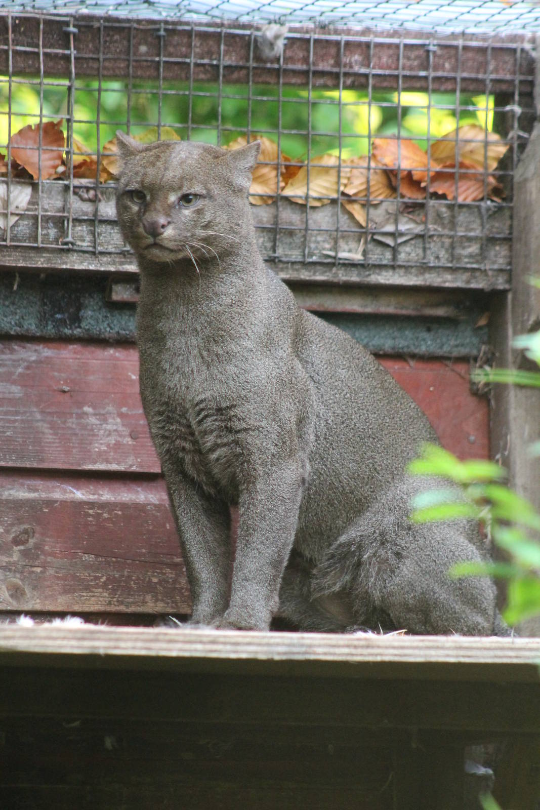 Jaguarundi - 28th October 2012