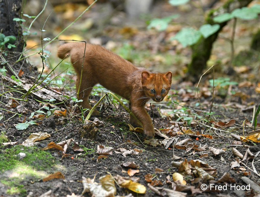 jaguarundi (3 months)