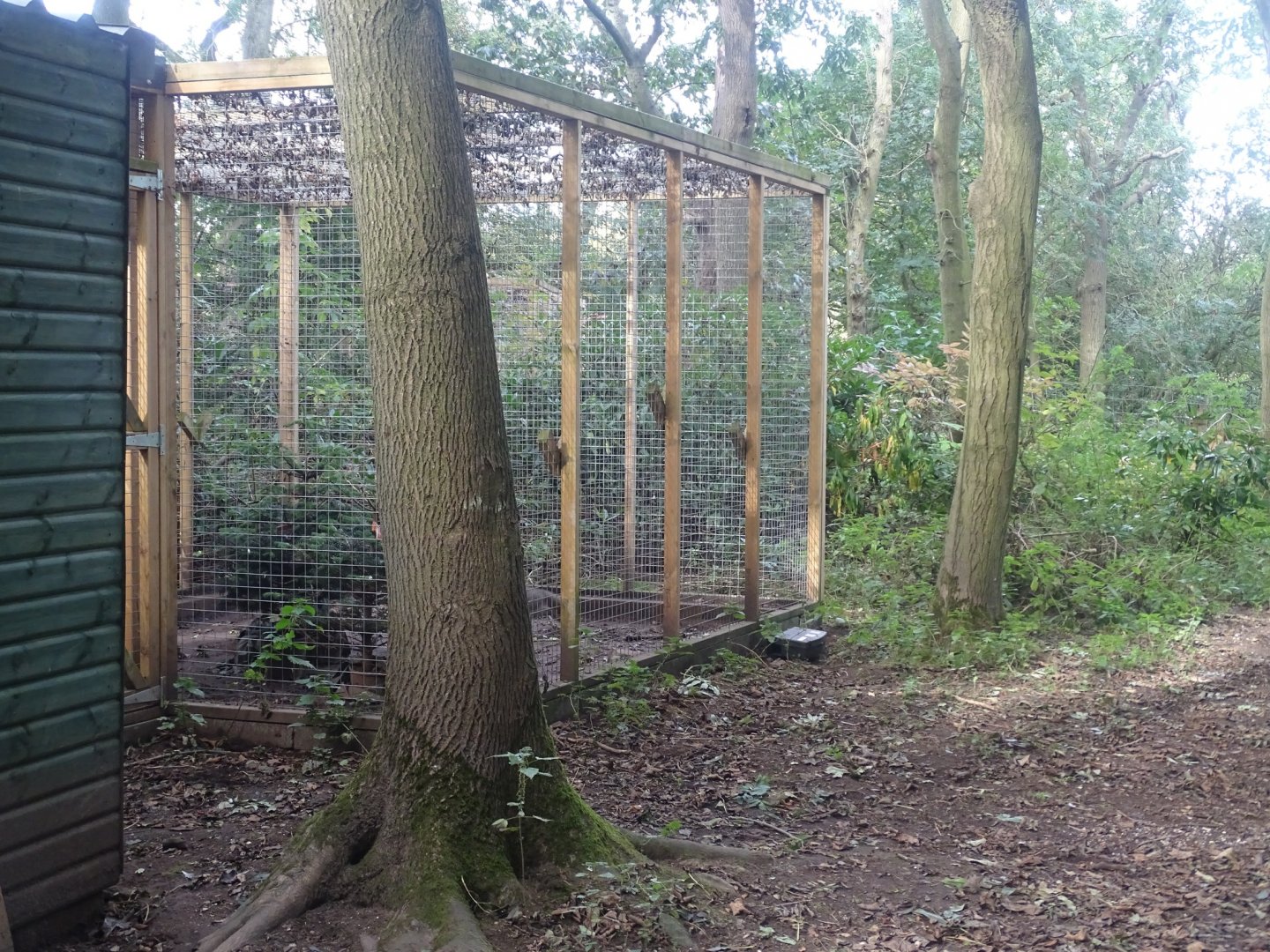 Jaguarundi accommodation visible behind parrot aviaries, 16th October 2023
