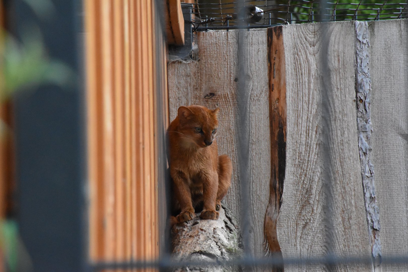 Jaguarundi - Artenschutzzentrum Grasleben