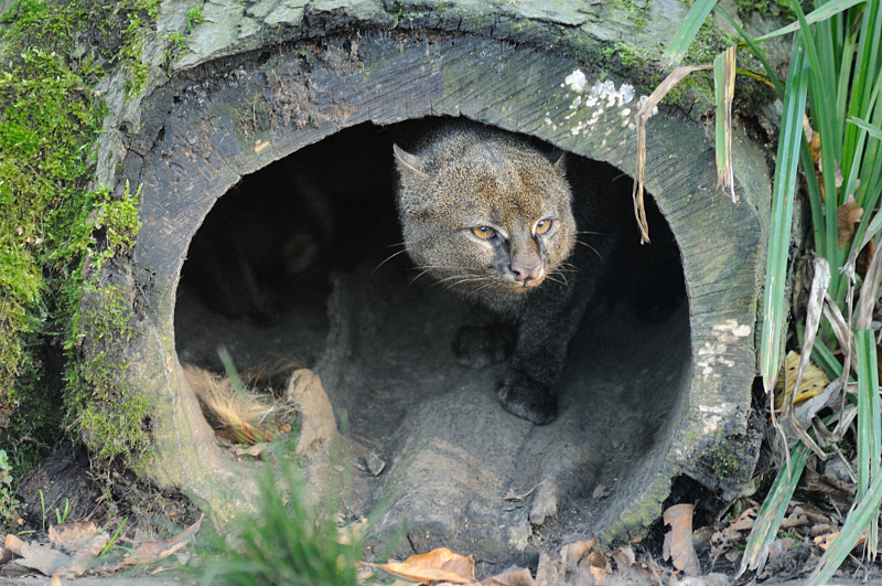 Jaguarundi at Dortmund
