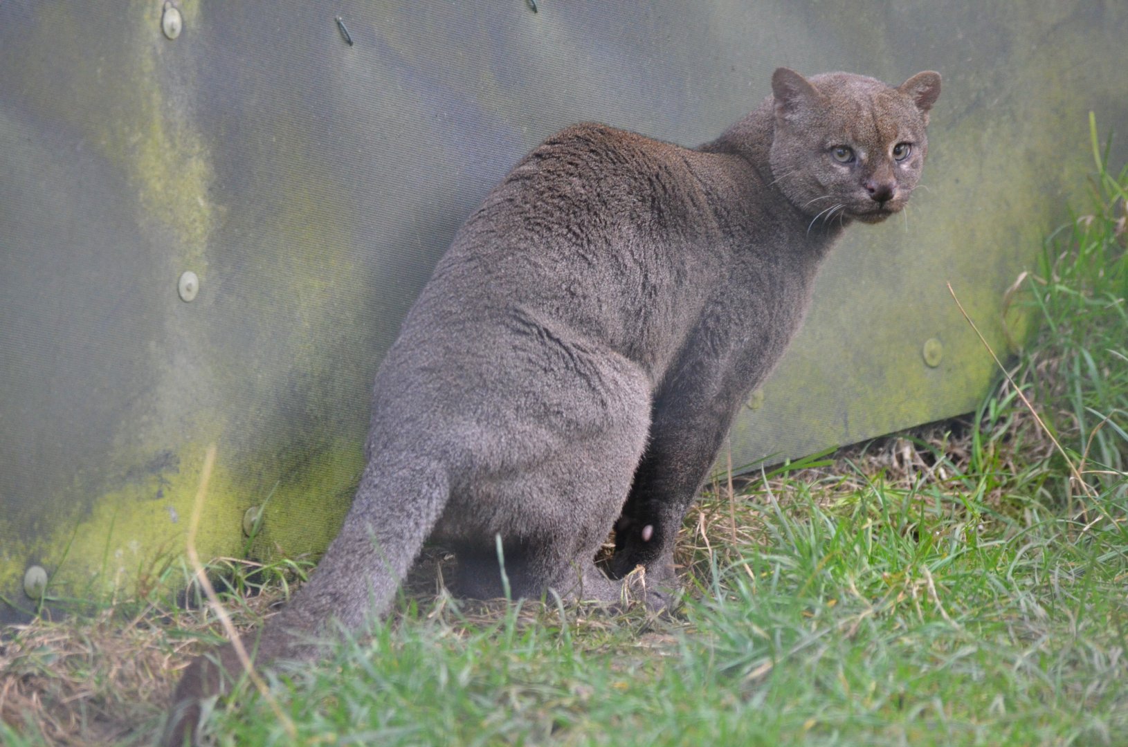 Jaguarundi at Hamerton, 19/11/16