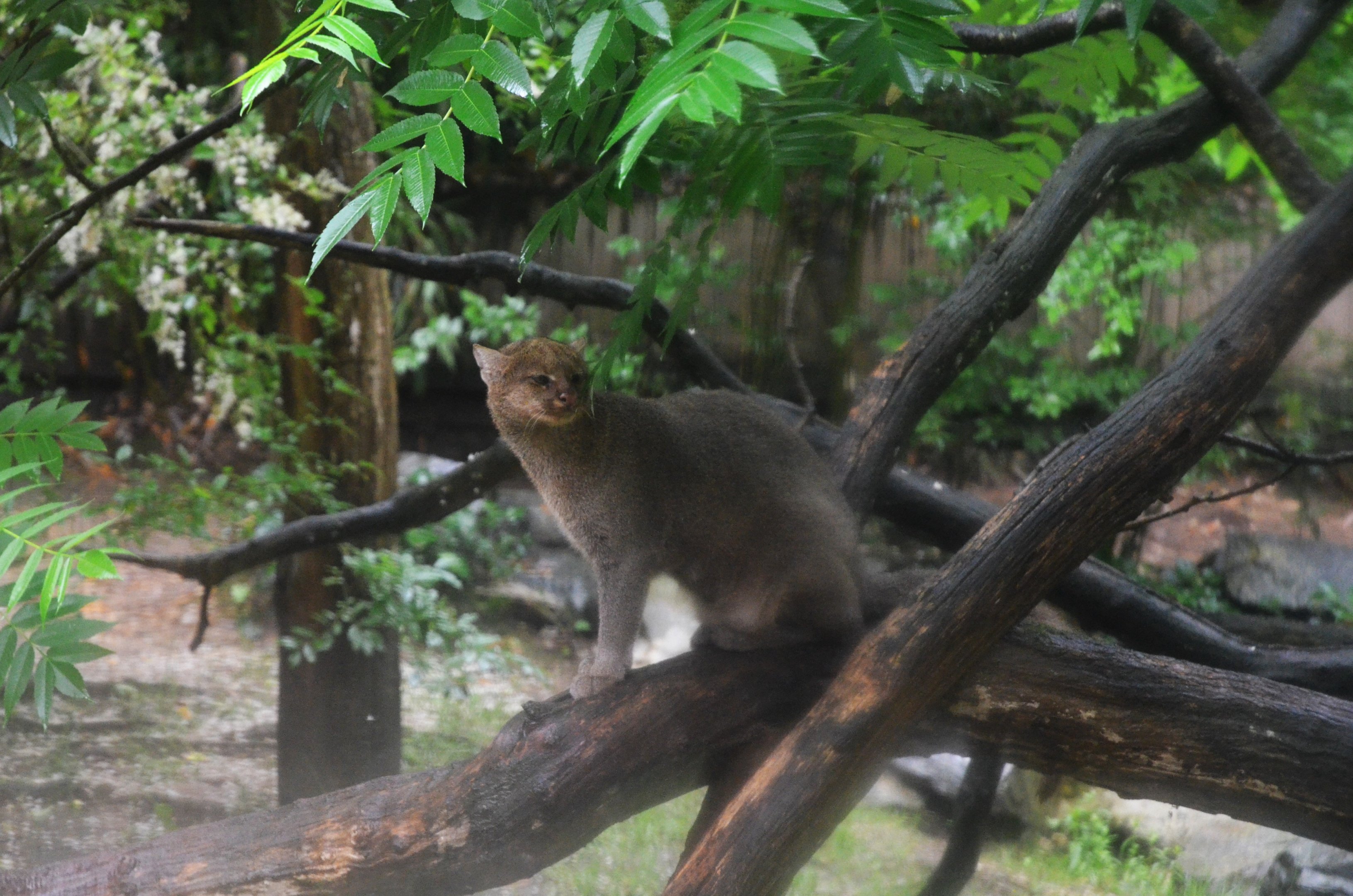 Jaguarundi at La Flèche, 11/06/18