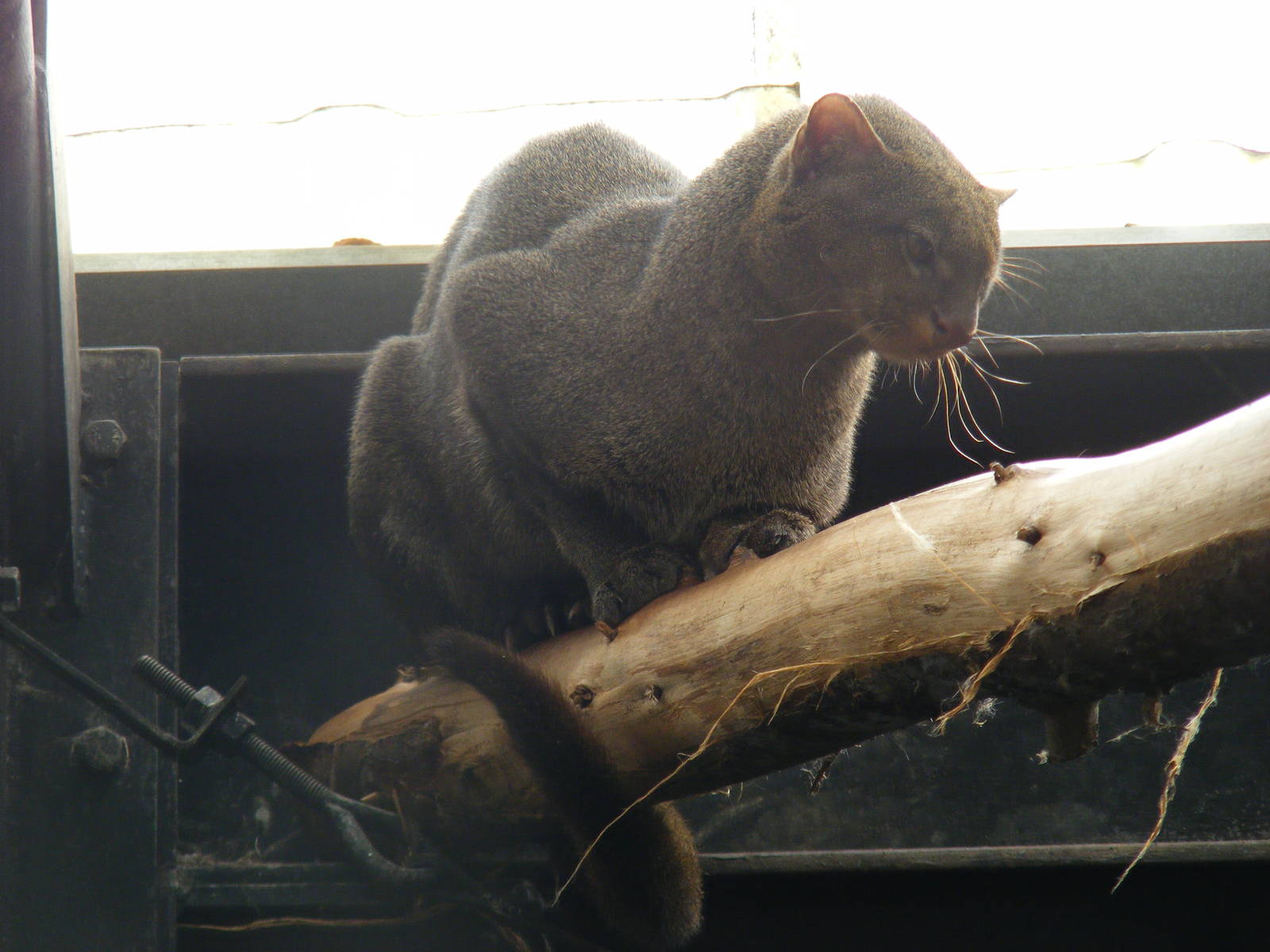 Jaguarundi at RSCC, 2 April 2010