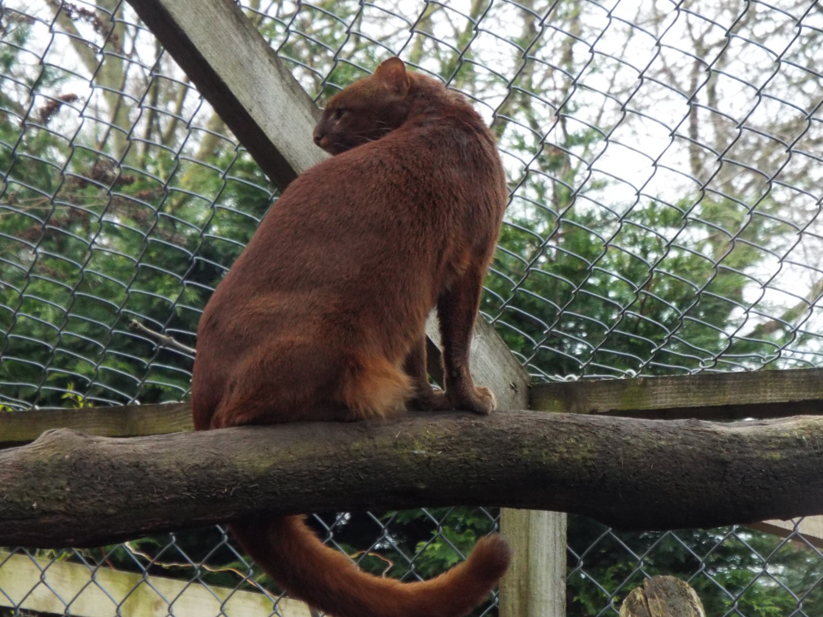 Jaguarundi Axe Valley