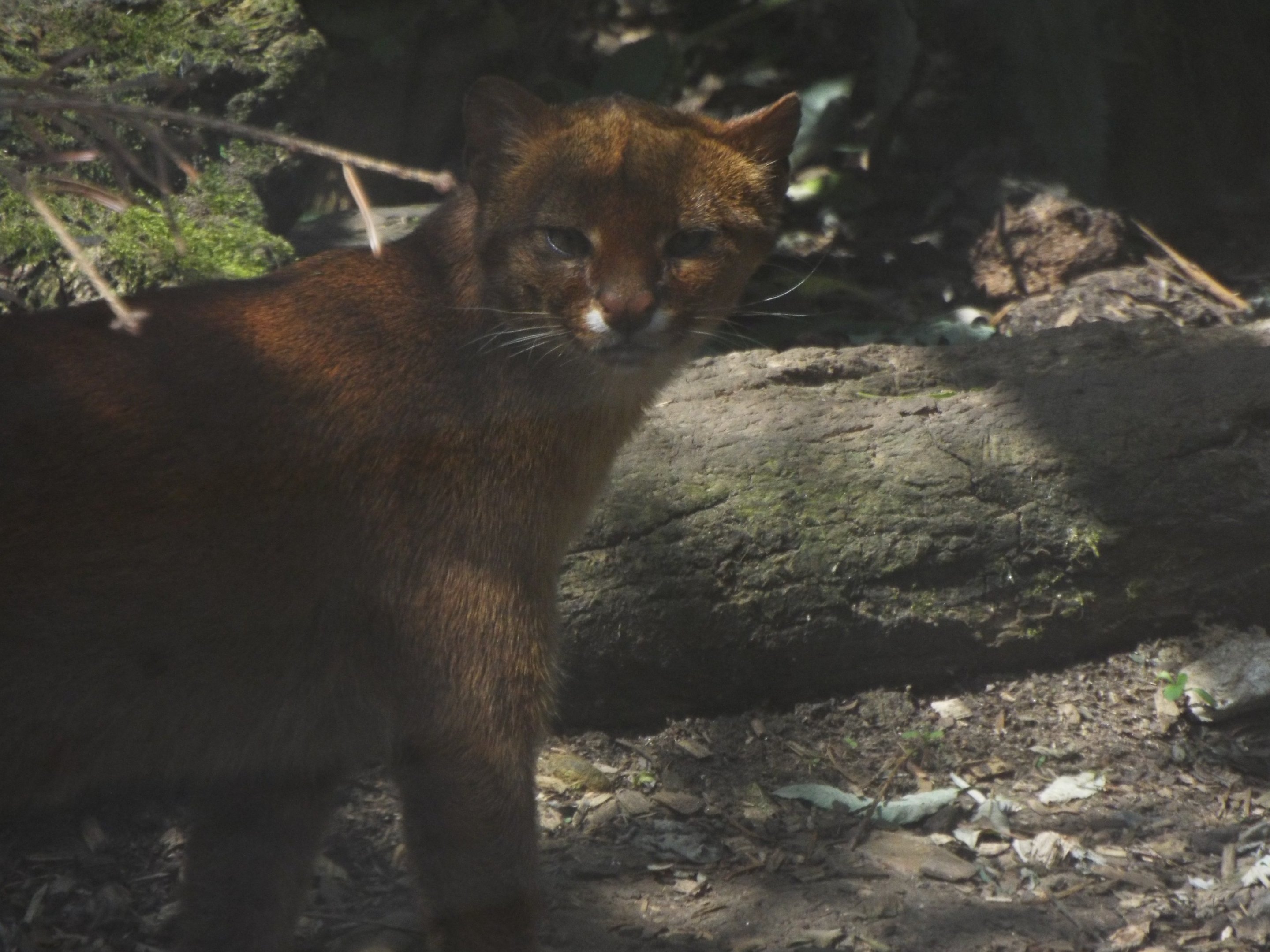 Jaguarundi Axe Valley