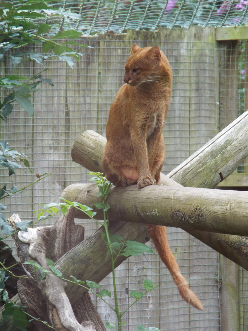 Jaguarundi, Axe Valley