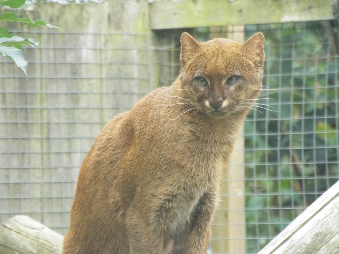 Jaguarundi, Axe Valley