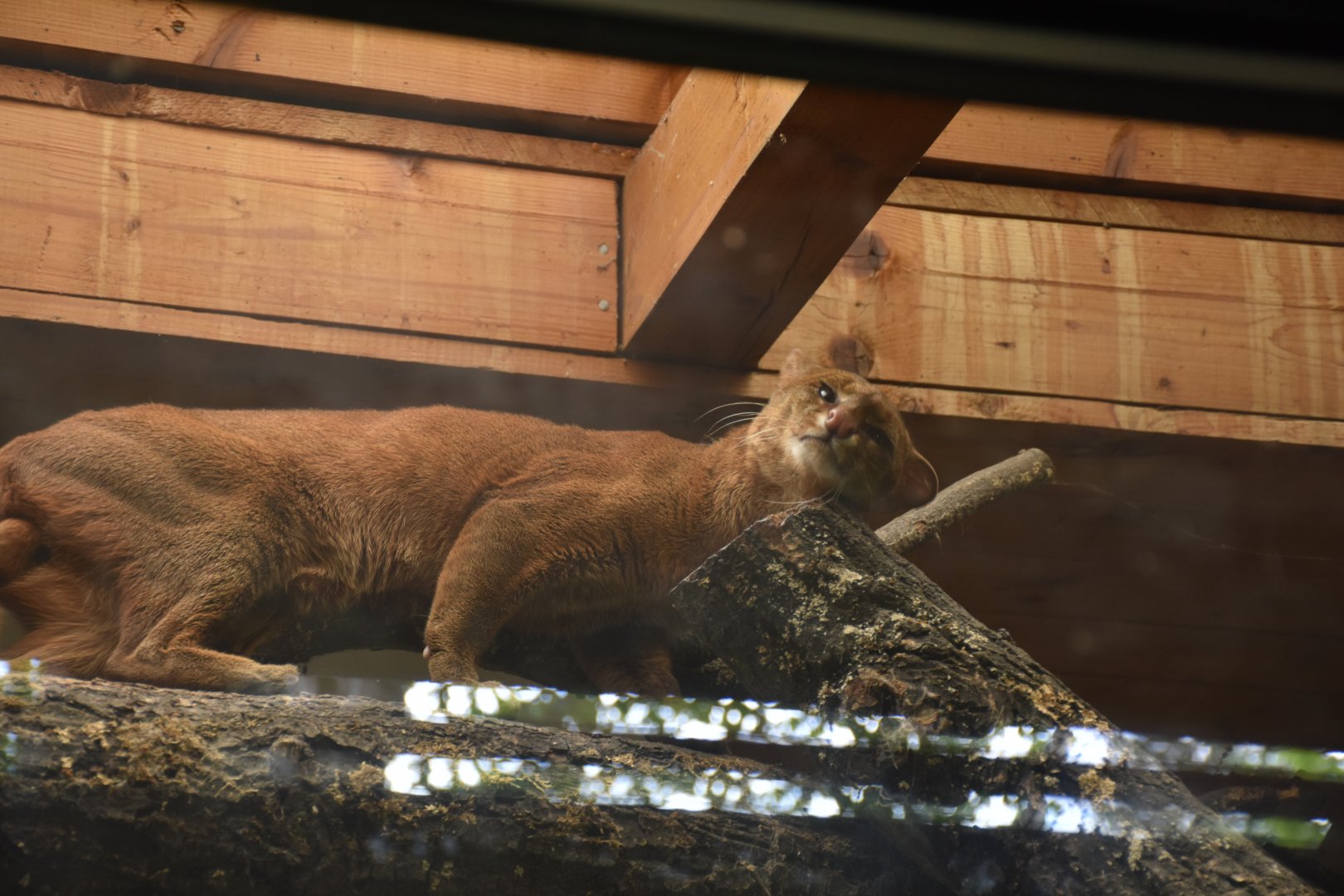 Jaguarundi (bright variant)