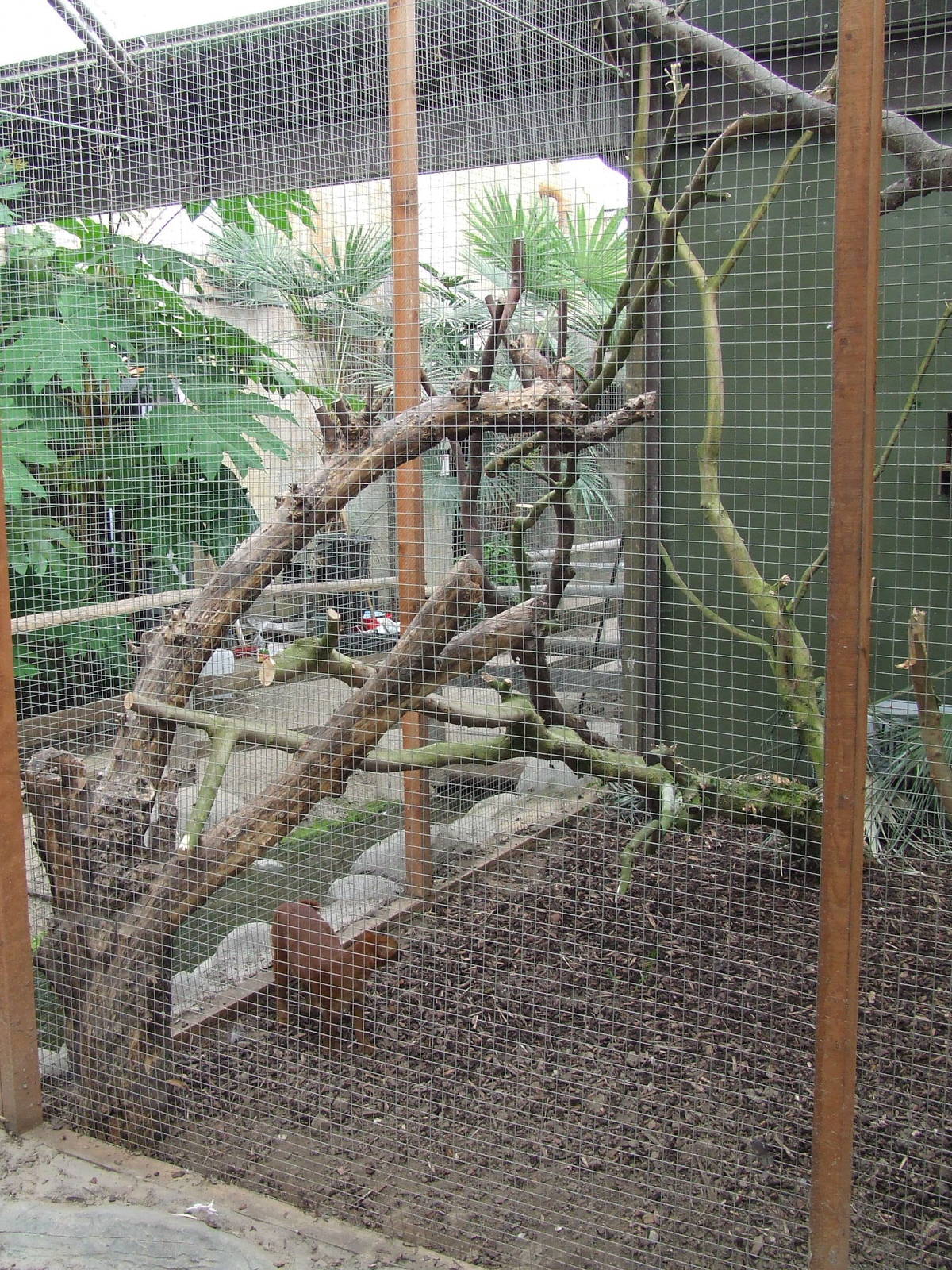 Jaguarundi cage, Rare Species Conservation Centre, Sandwich