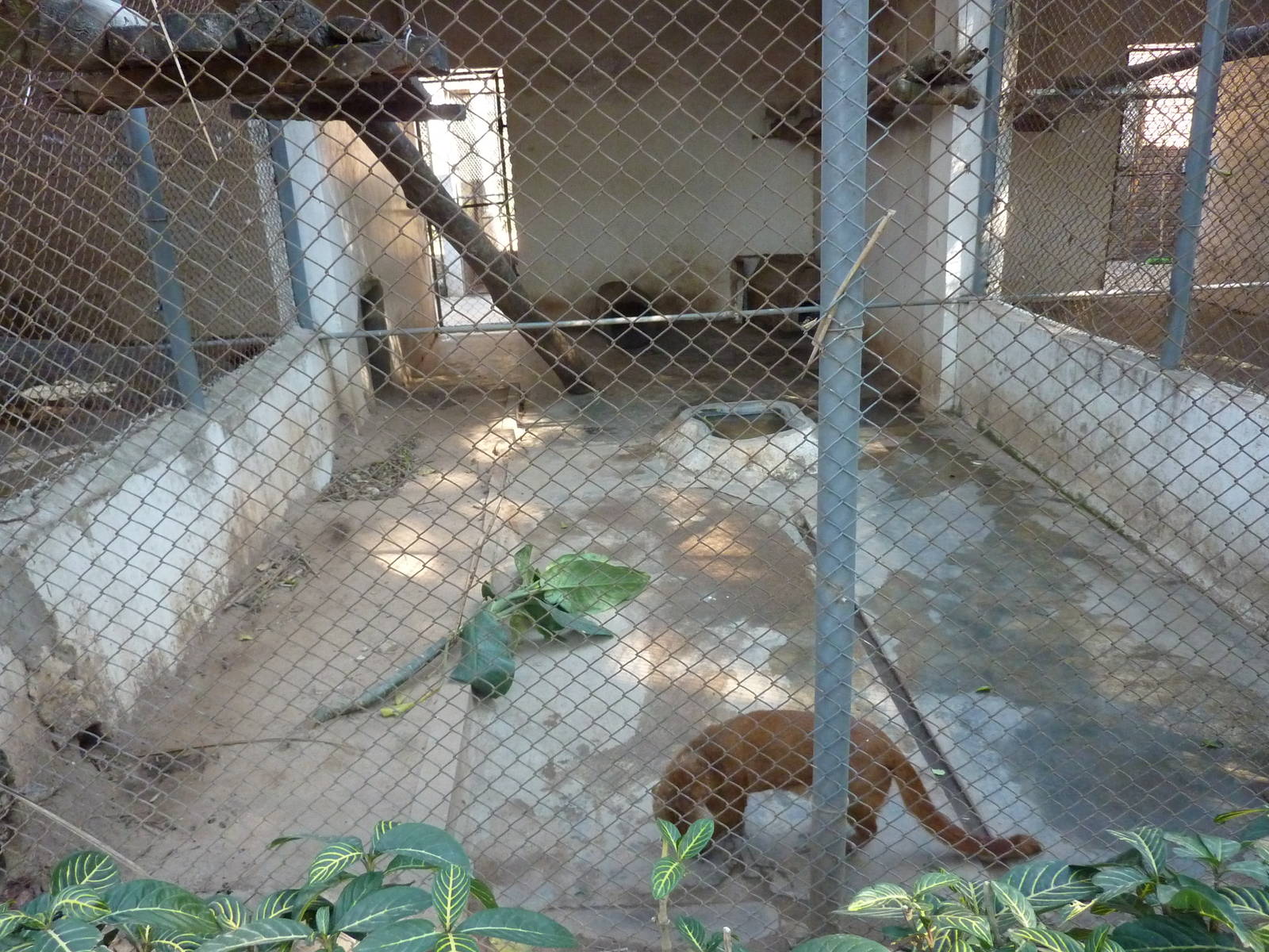Jaguarundi cage