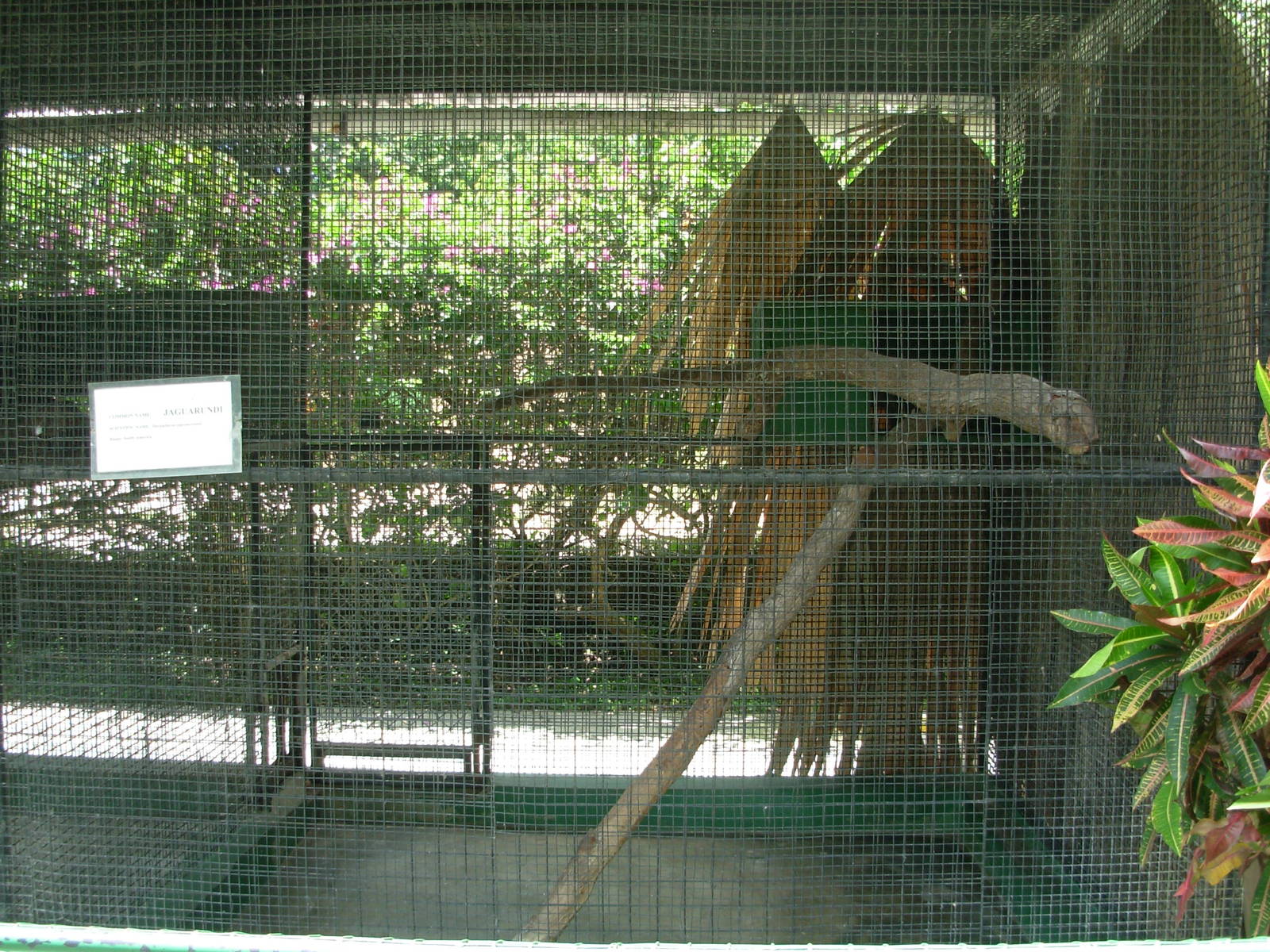 Jaguarundi Cage