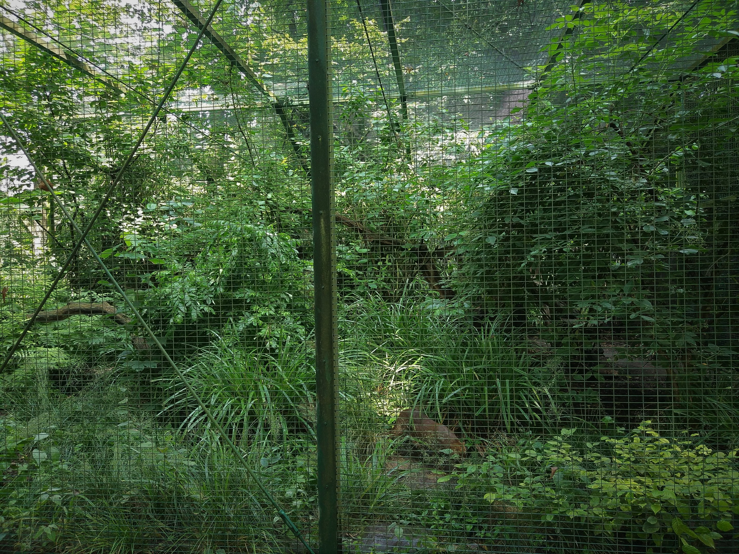 Jaguarundi Cage