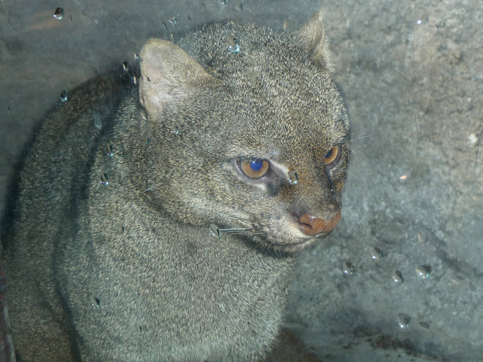 jaguarundi chapultepec zoo