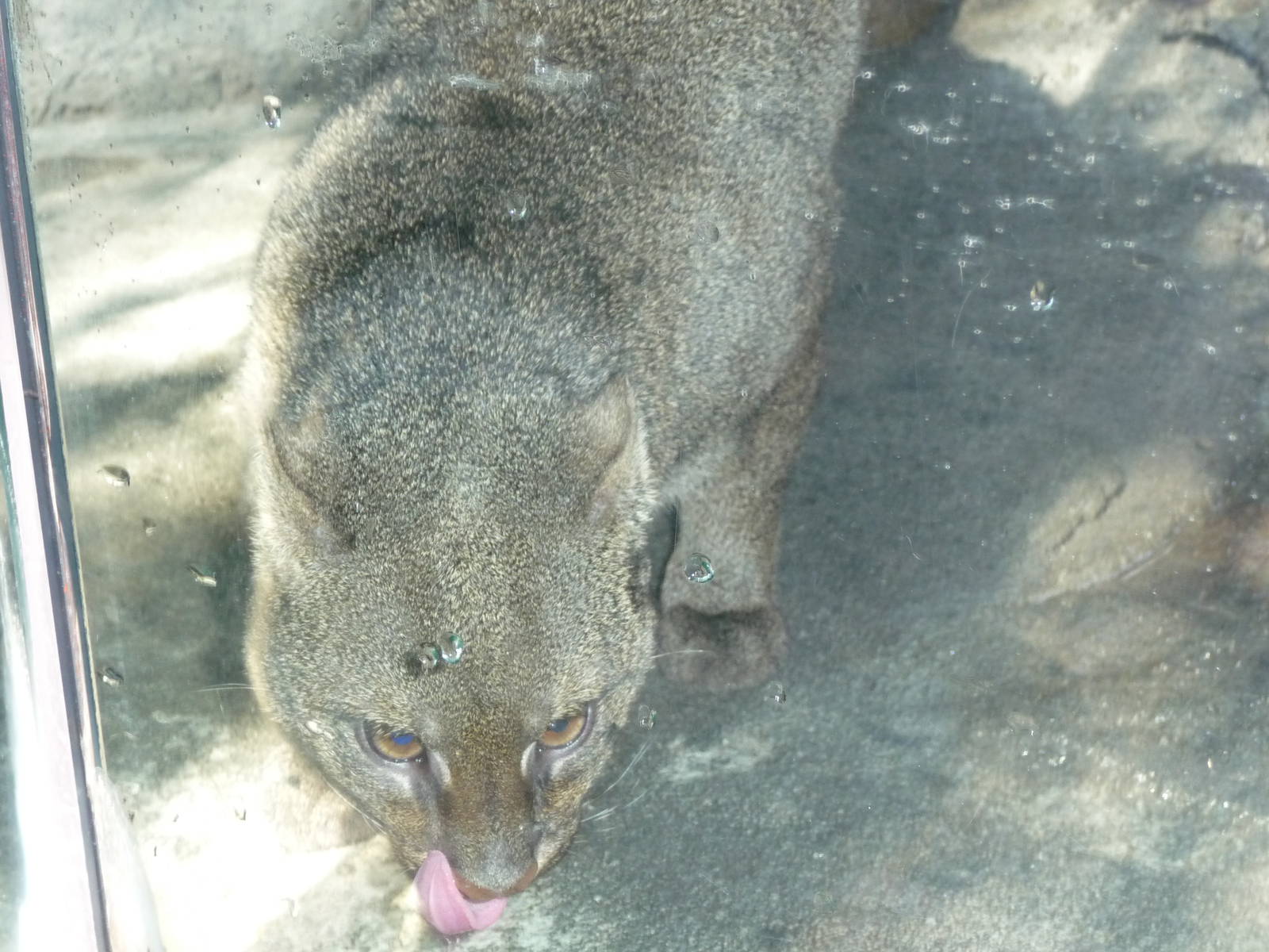 jaguarundi chapultepec zoo