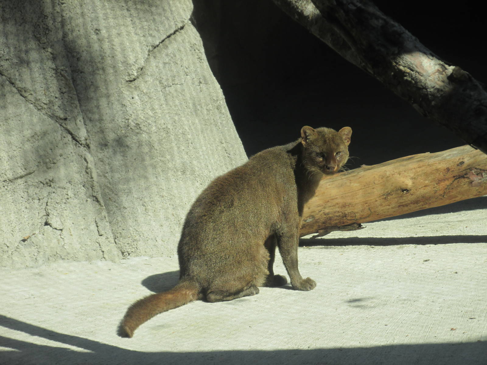 jaguarundi chapultepec zoo
