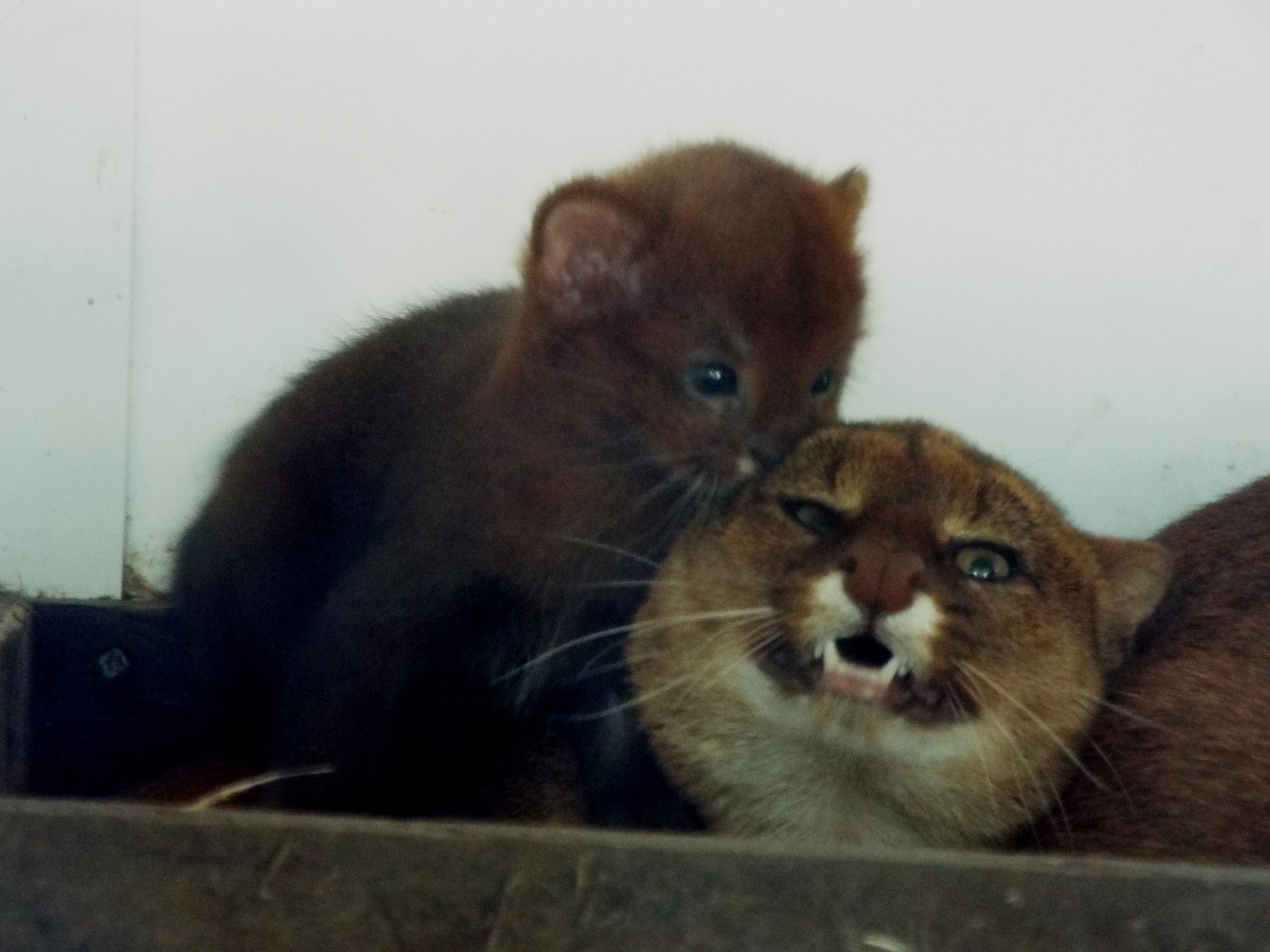 Jaguarundi Cub and parent - Axe Valley