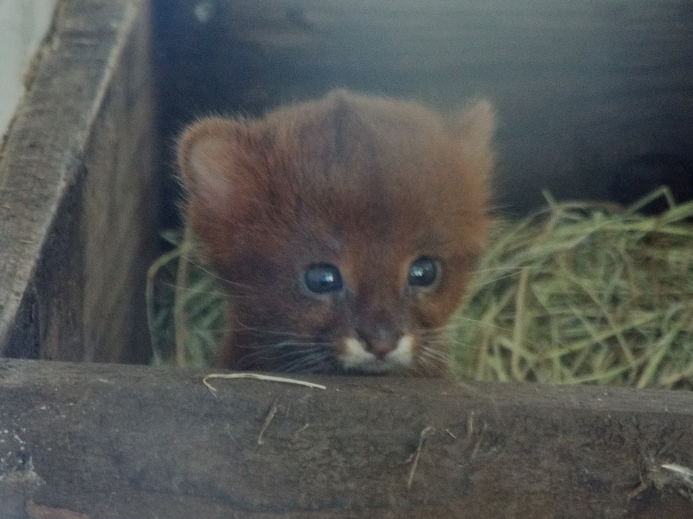 Jaguarundi Cub - Axe Valley