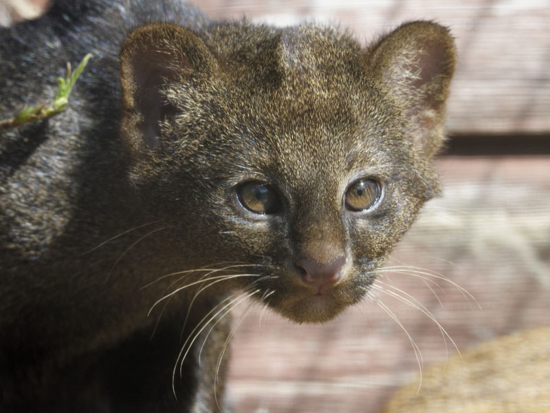 Jaguarundi cub